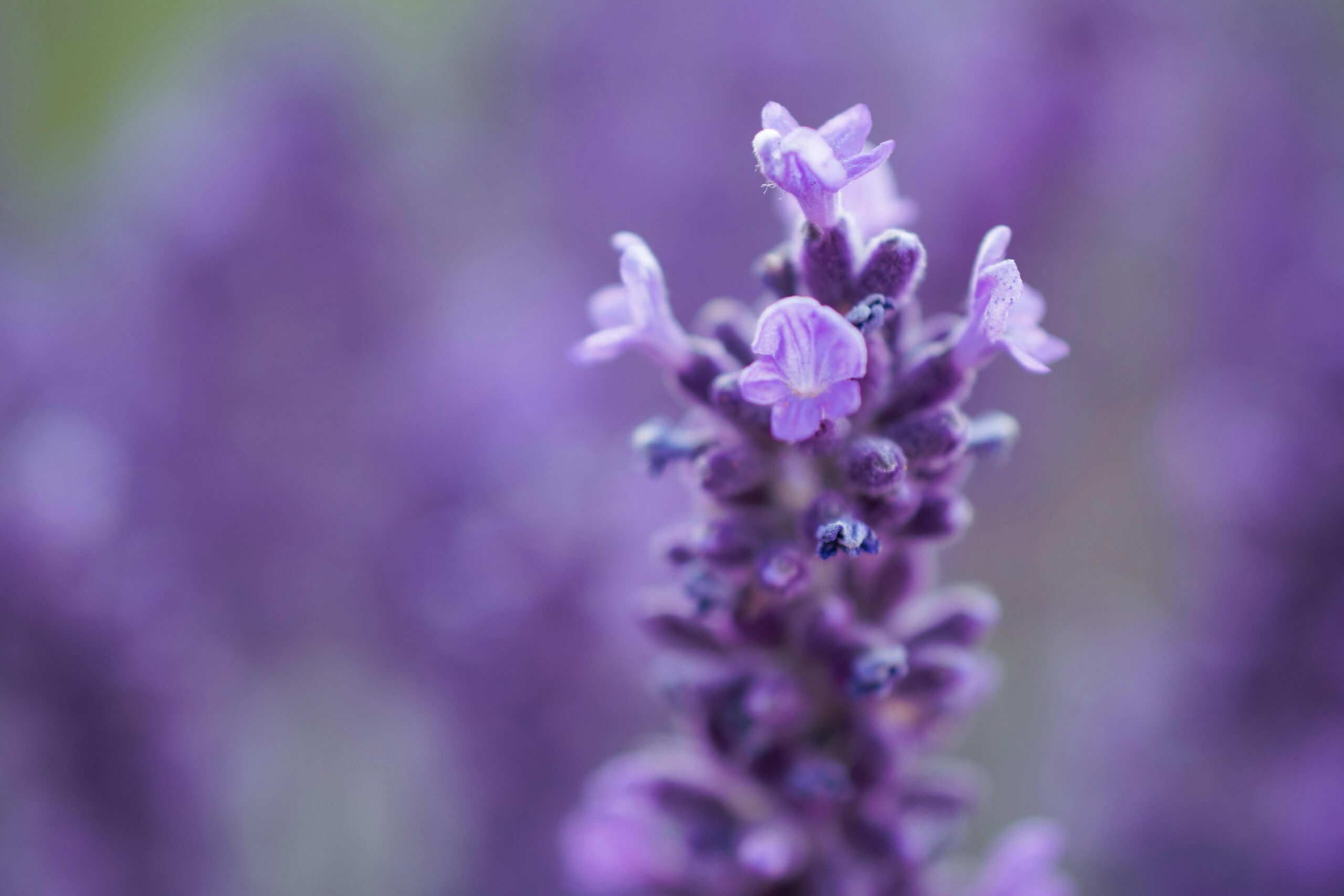 Foto de lavanda com fundo desfocado. (pexels brett sayles)
